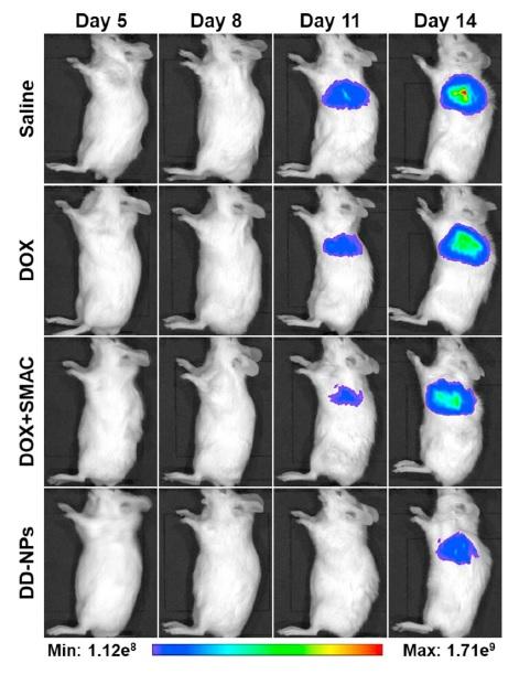 Results of treatment efficacy evaluation in lung metastatic cancer animal model using bio-illumination imaging