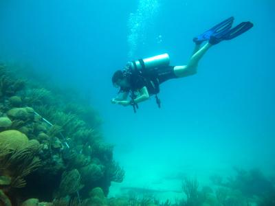 Caribbean Coral Reef Research