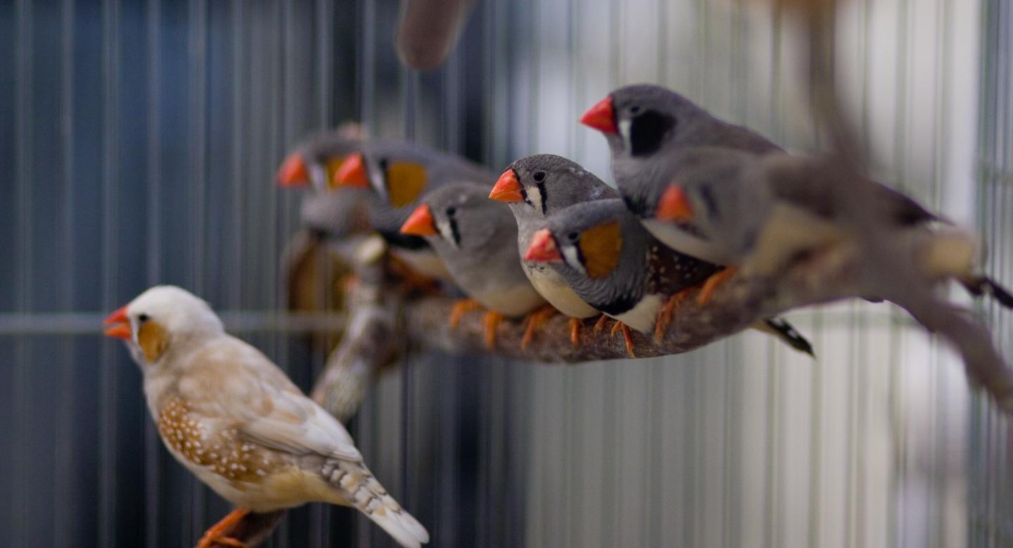 Group of Zebra Finches