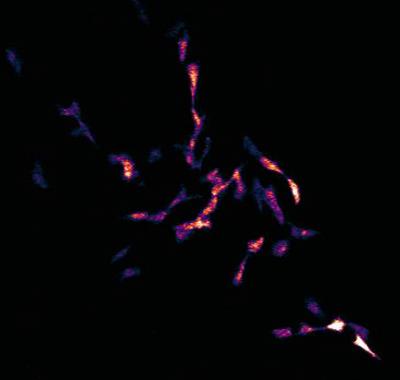 Yamazaki Luminescence System