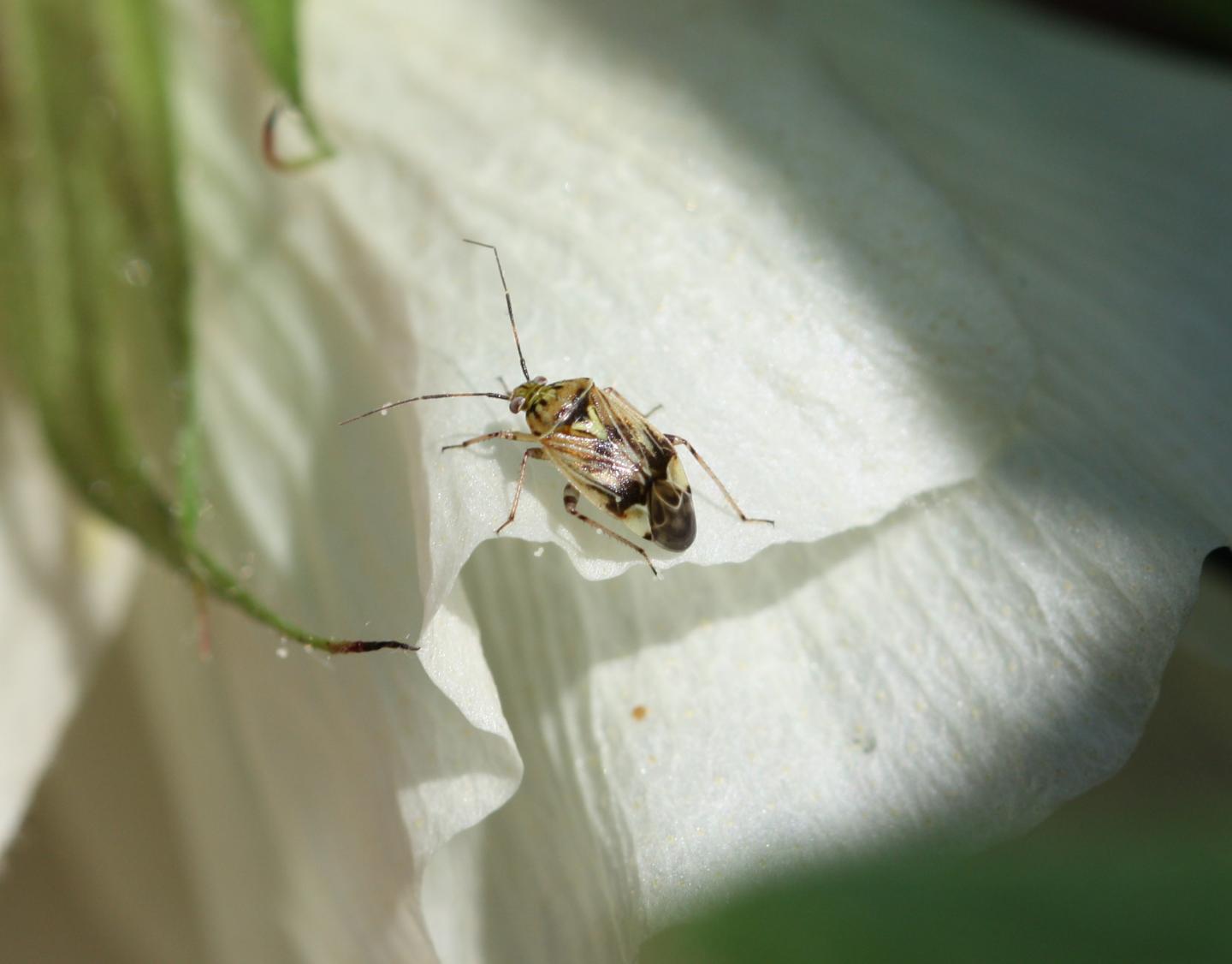 Tarnished Plant Bug in Cotton