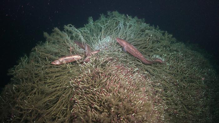 Cusk-eels swim around a tubeworm mound near a methane seep