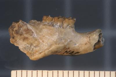 Jaw from a 20-million-year-old Cane Rat, Uganda