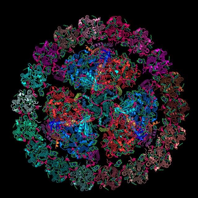 Overall Structure of the PSI-IsiA Supercomplex