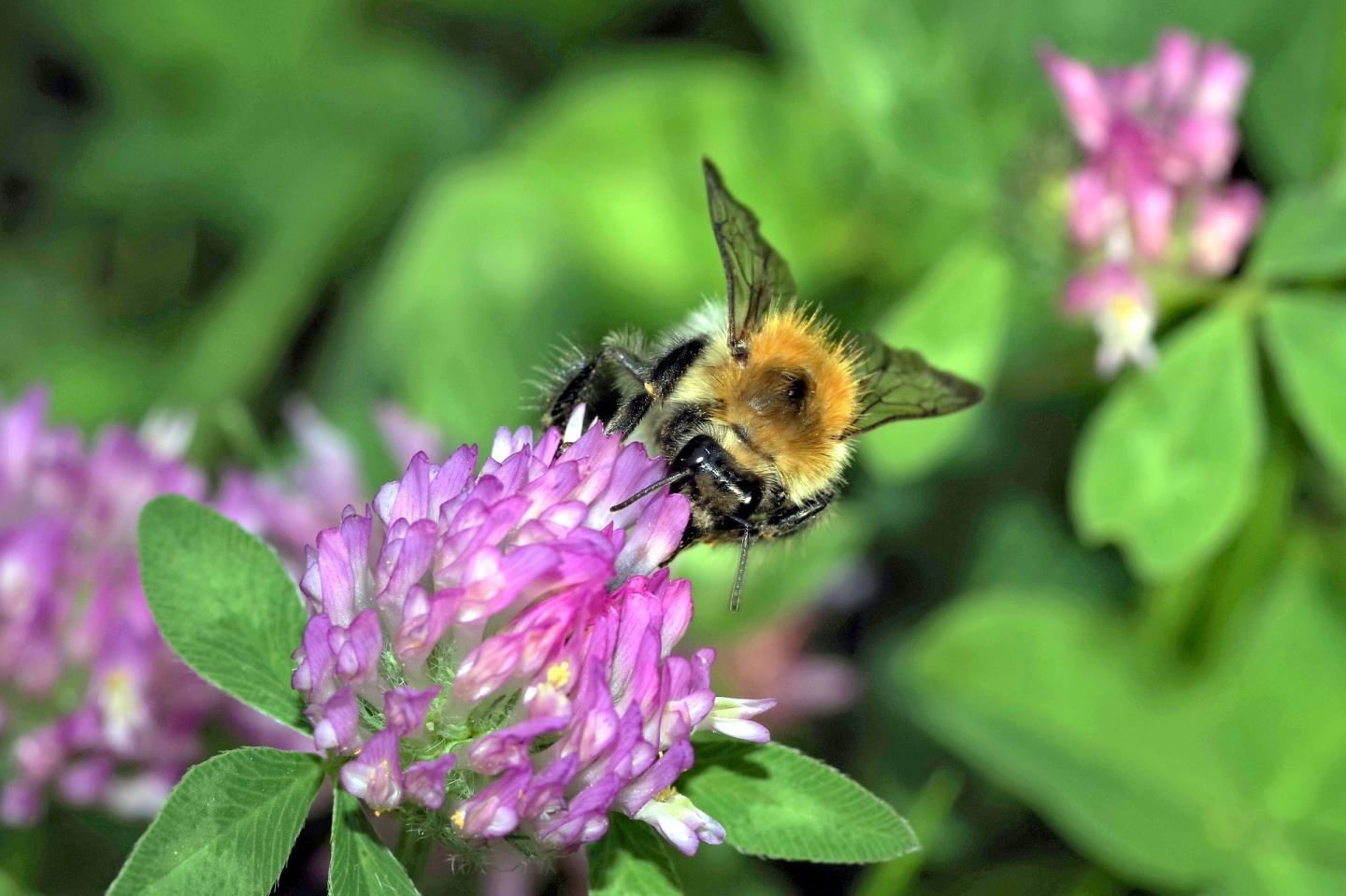 Bumble Bees as Pollinators  College of Agriculture, Forestry and