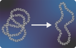 Untangling DNA