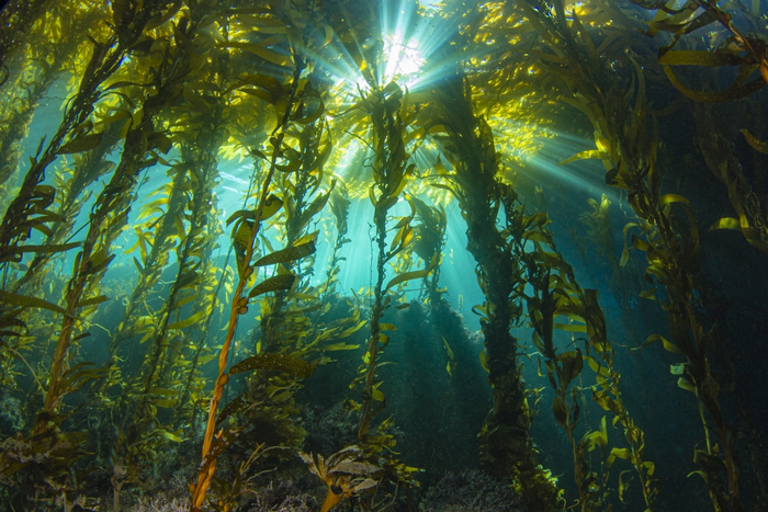 Giant Kelp Canopy