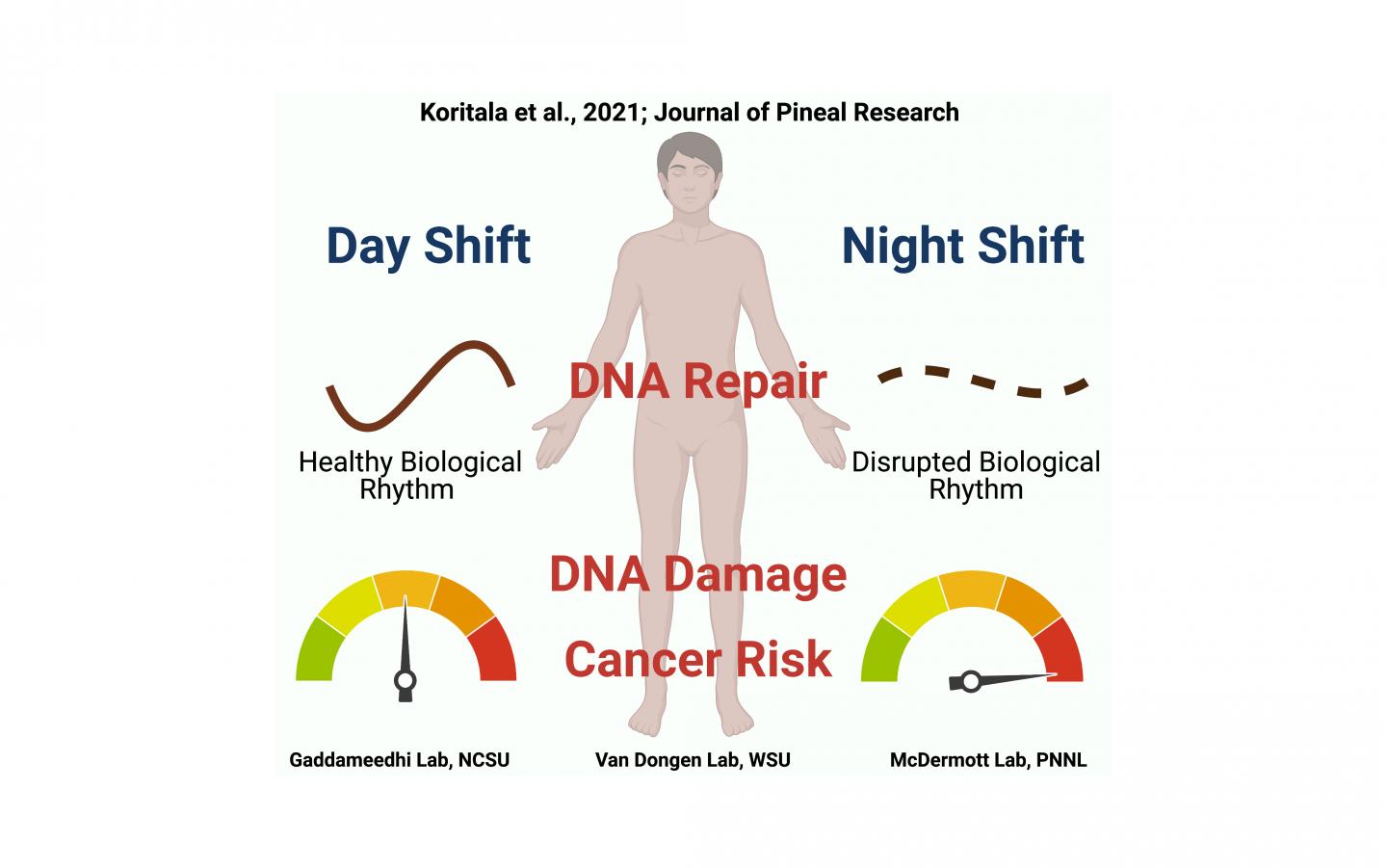 New research looks at how our bodies respond (or don't) to night shift work