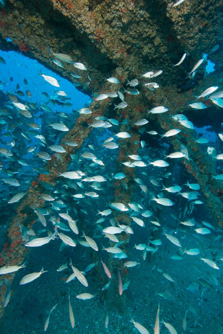 Artificial Reef Vertical