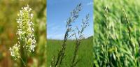 Three Examples of Grass Species