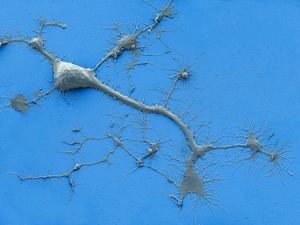 human neuron