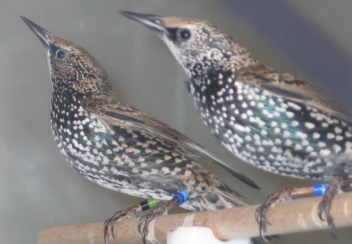 Starling in Wind Tunnel