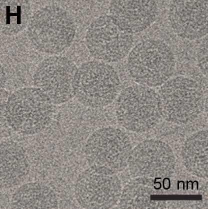 New Insect Virus Provides a Safer Platform for Flavivirus Vaccines and Tests (1 of 3)