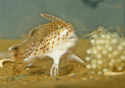 The Endangered Spotted Handfish