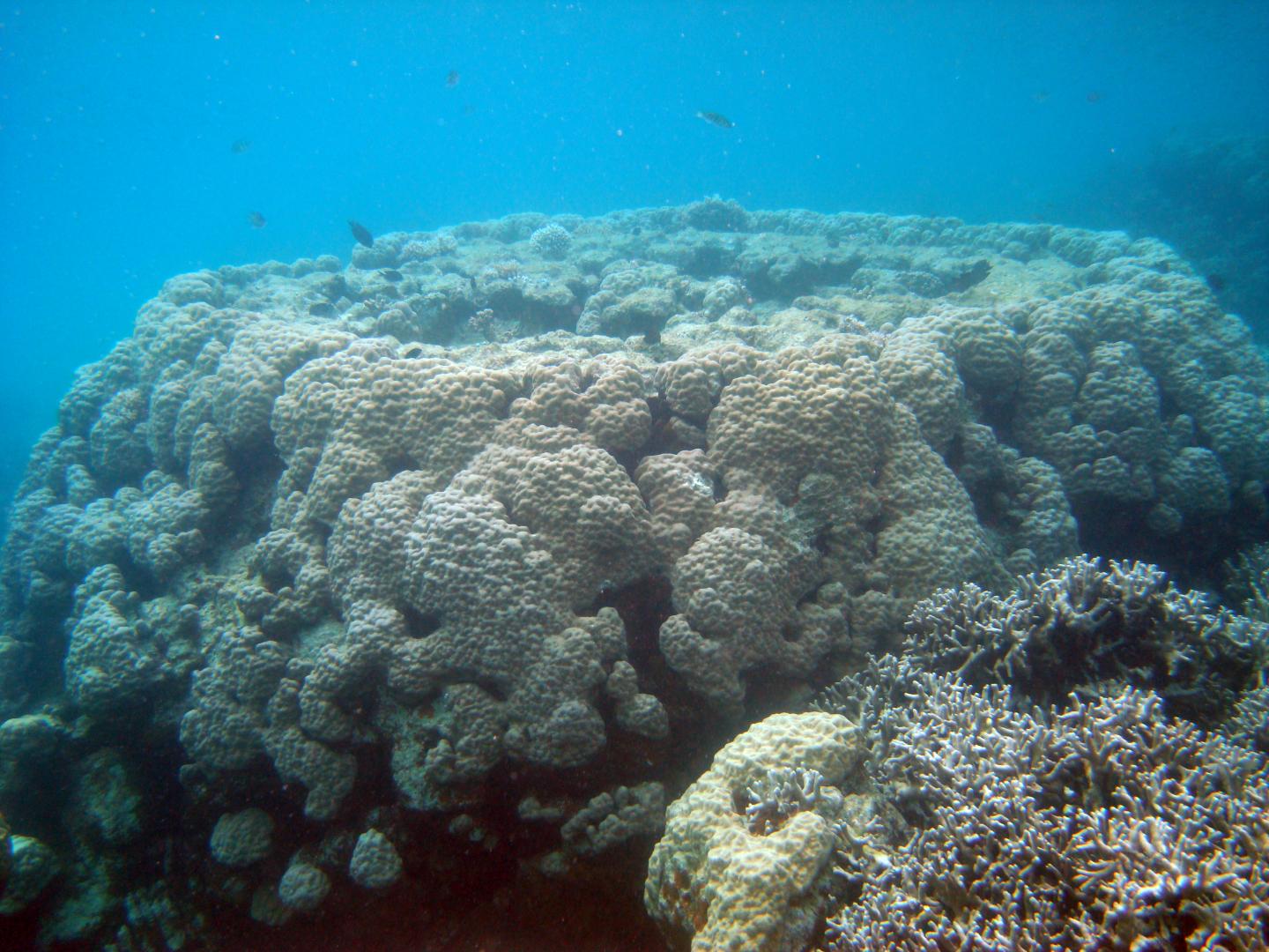 Limits to Coral Growth