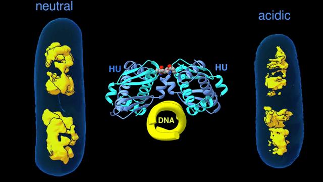 DNA HU Chromatin 2