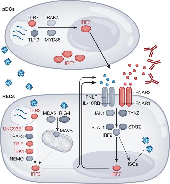 Cells and molecules that are essential for human immunity against the virus responsible for COVID-19.