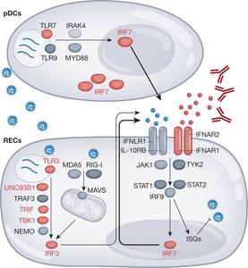 Cells and molecules that are essential for human immunity against the virus responsible for COVID-19.