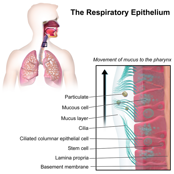 The respiratory epithelium
