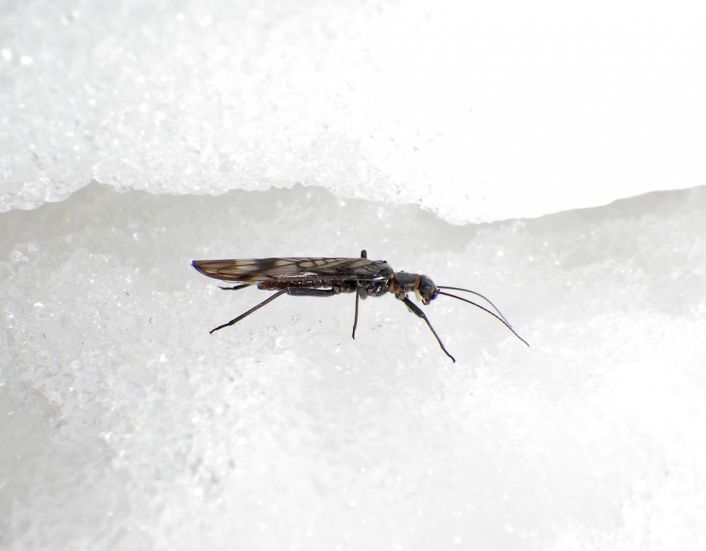 Mountain Stoneflies