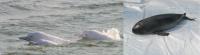 Local Chinese White Dolphins and Finless Porpoises