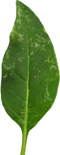 Infested Tobacco Leaf
