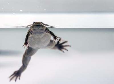 Adult <em>Xenopus tropicalis</em>