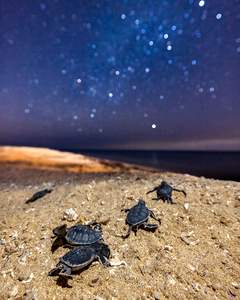 Tracking turtle nesting grounds