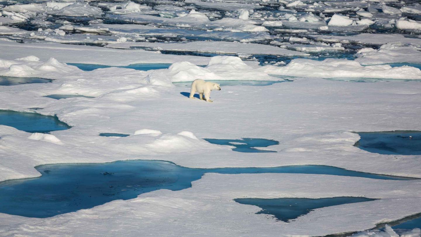 Arctic sea ice once again shows considerable
