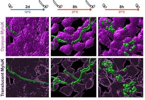 Pd hyphae and spore