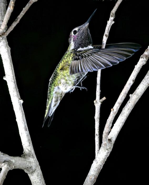 Hummingbirds use sideways flutter to transit narrow apertures