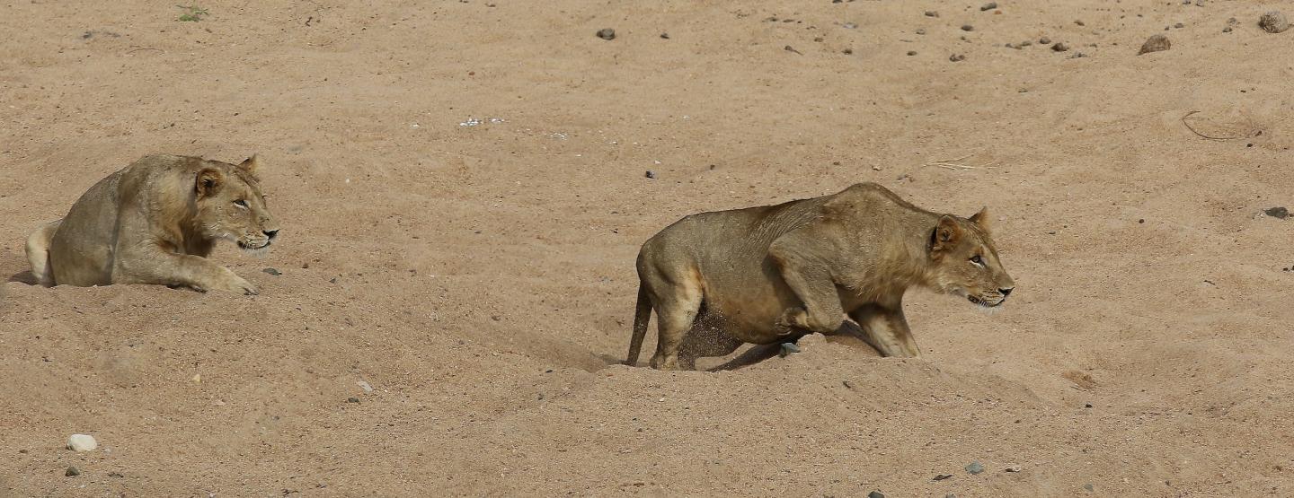 Stalking Lionesses