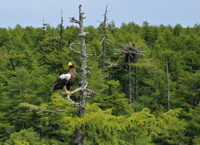 Steller's Sea Eagle Nest, Russia