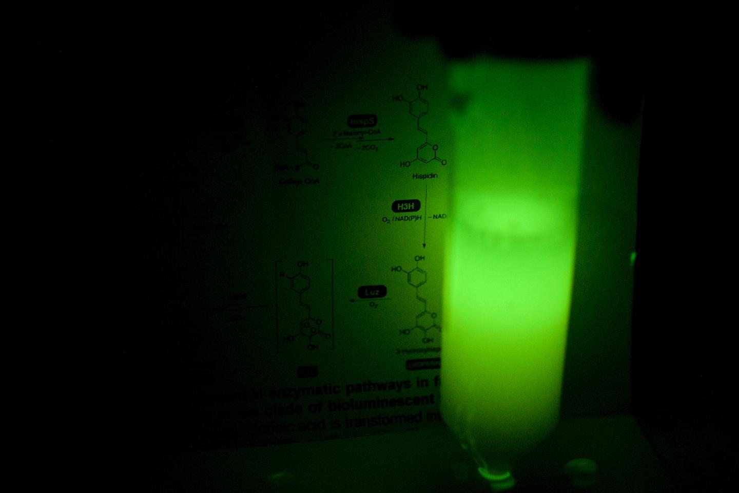 Artificially Glowing Yeast Cells in a Test Tube