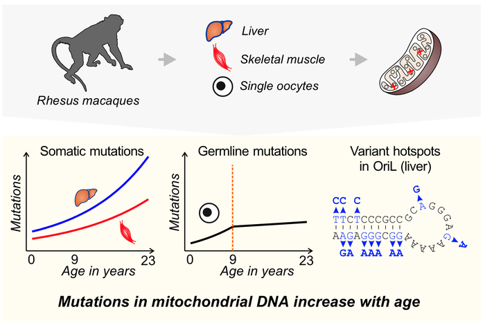 Makova mtDNA mutations macaque