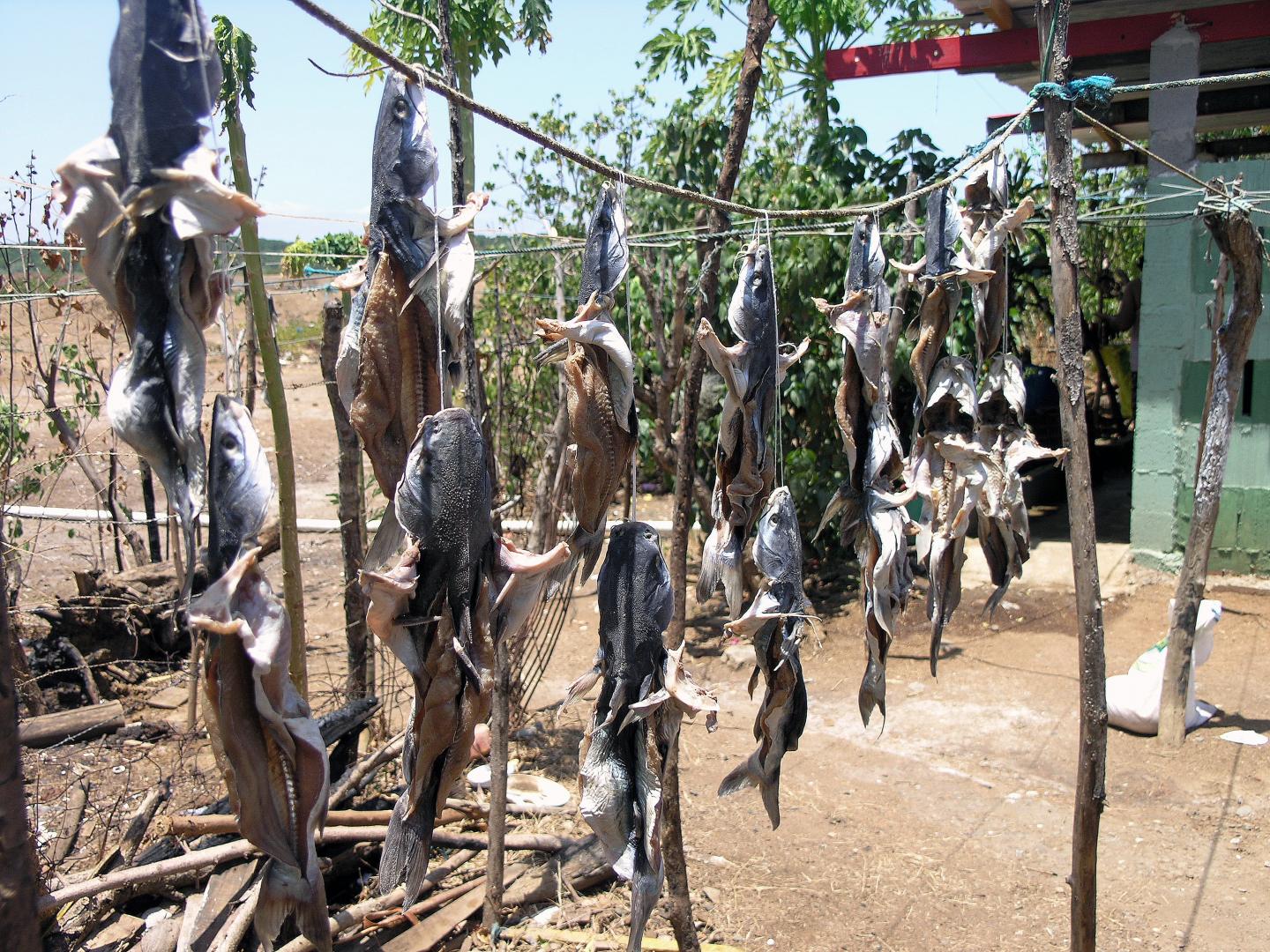 Catfish in Panama