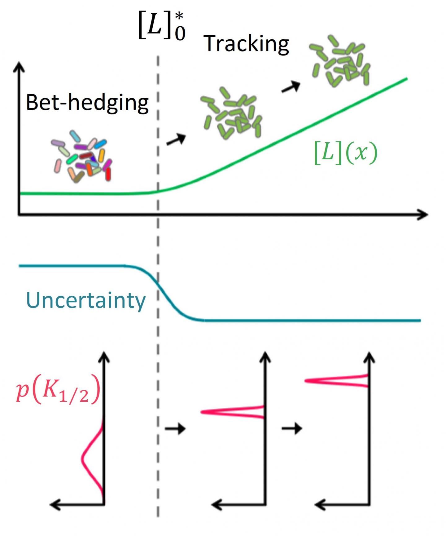 Dynamic risk management by cell populations