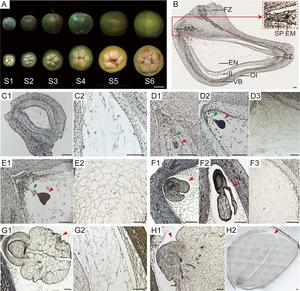 Morphological changes in C. oleifera seeds at different developmental stages.