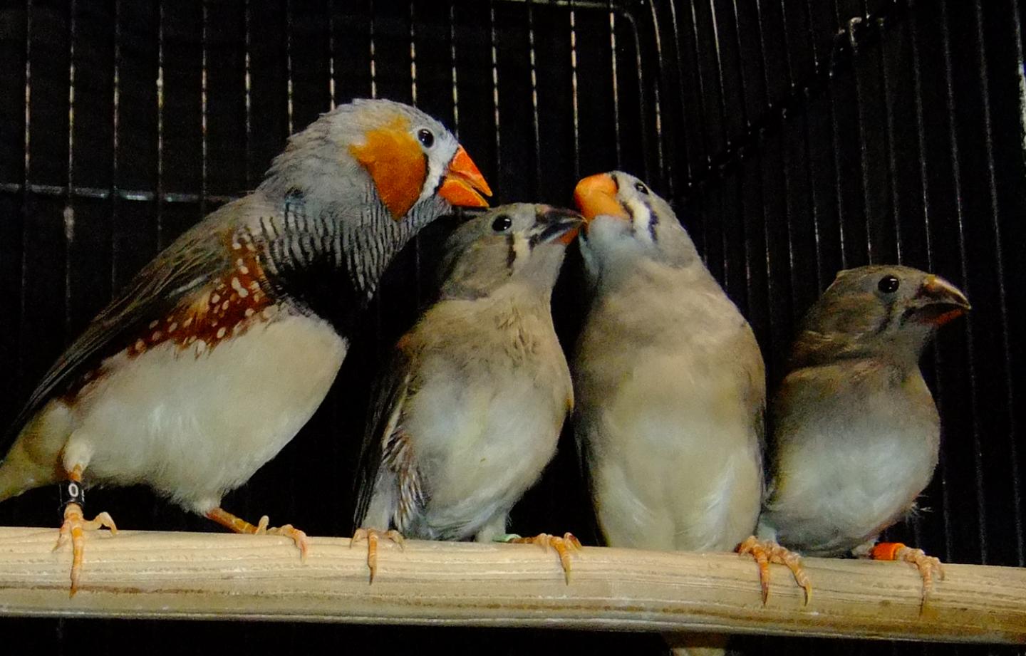 A Family of Zebra Finches