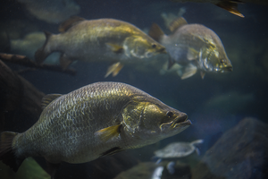 Australian barramundi