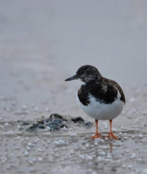 Ruddy turnstones