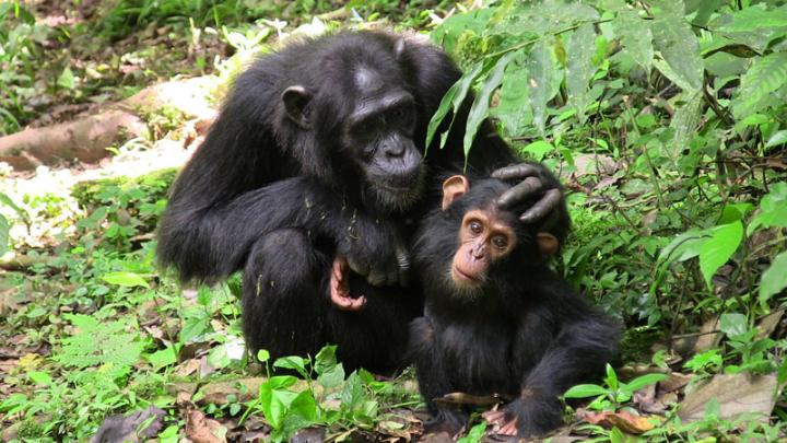 Mother Chimpanzee with Infant