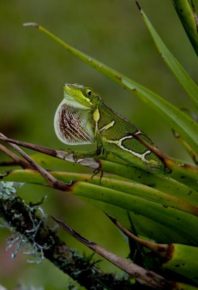 <i>Anolis fowleri</i>
