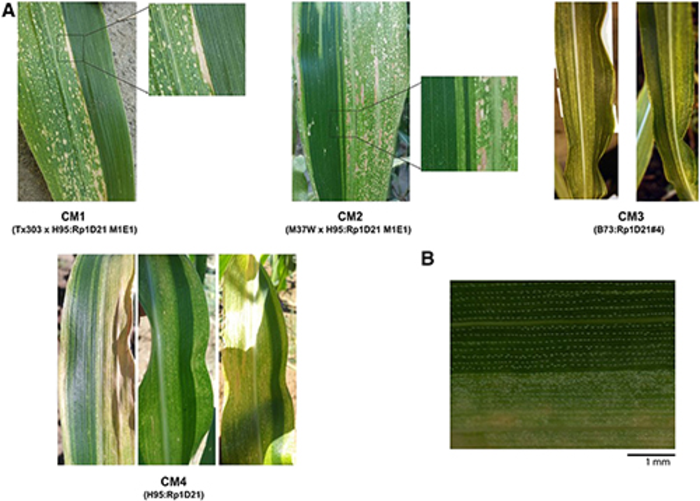 Lesioned and nonlesioned sectors in chimeric leaves