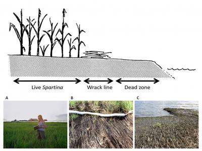Crabs, Insects and Spiders Vulnerable to Oil Spill, but also Resilient