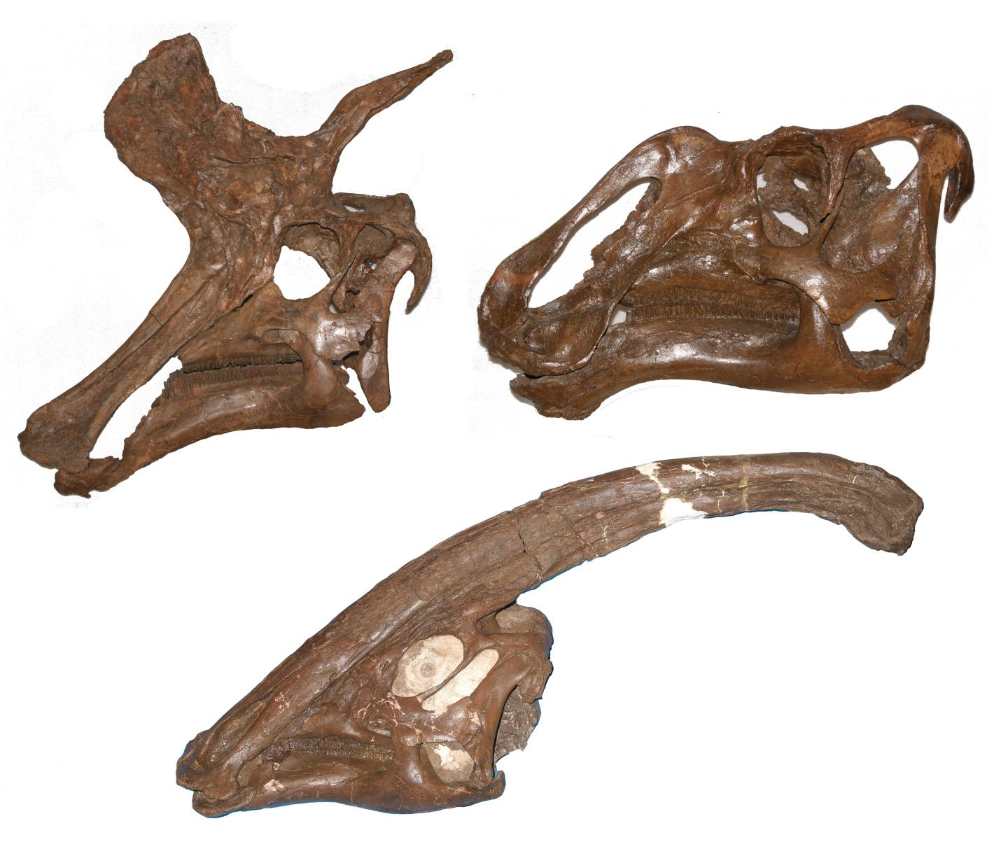 The Skulls Of Three Hadrosaur Dinosaurs