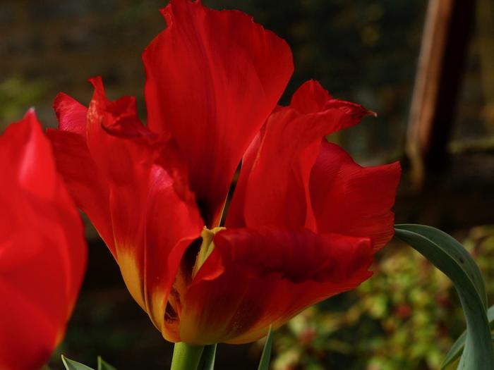 Tulip, Tulipa greigii