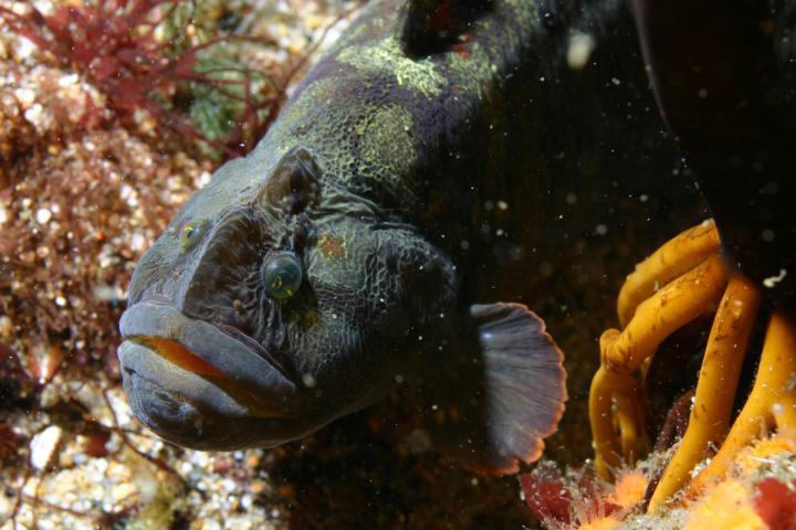 Cebidichthys Violaceus, or Monkeyface Prickleback