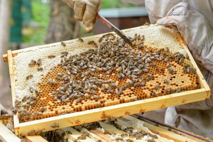 A honeycomb from a beehive