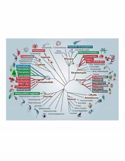 Schematic Evolutionary Tree of Eukaryotes with An Emphasis on Photosynthetic Lineages